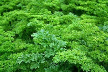 parsley greens