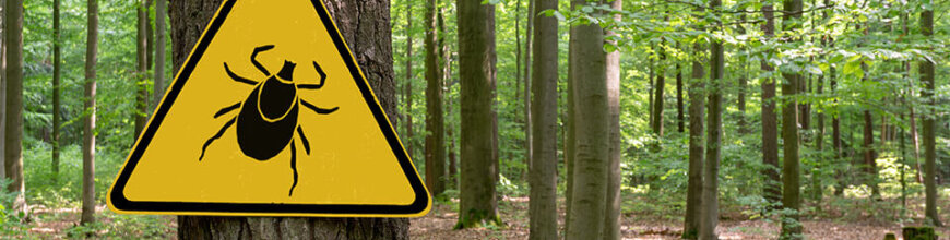 Brain Mapping Tick-Borne