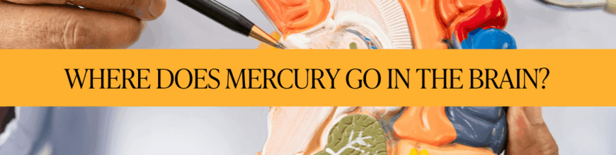 Where Does Mercury Go in the Brain?